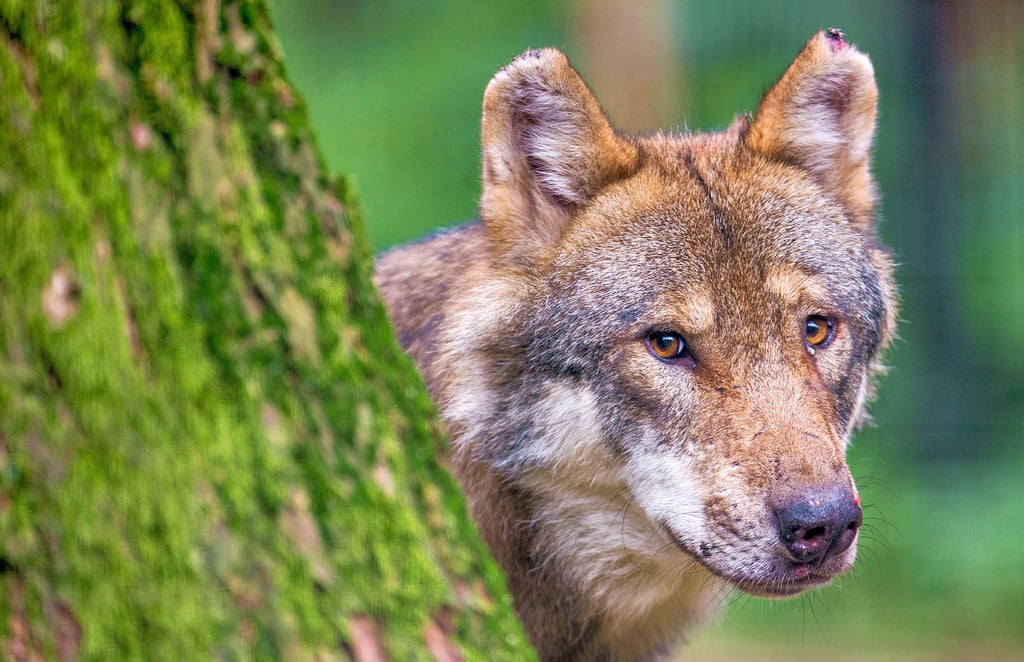 Im Gebiet der Einheitsgemeinde Kalbe kam es in der Vergangenheit zu mehreren Wolfssichtungen, zu Wolfsrissen, aber auch zu Verkehrsunfällen mit Beteiligung von Isegrim. Sogar ein illegaler Abschuss war zu verzeichnen.