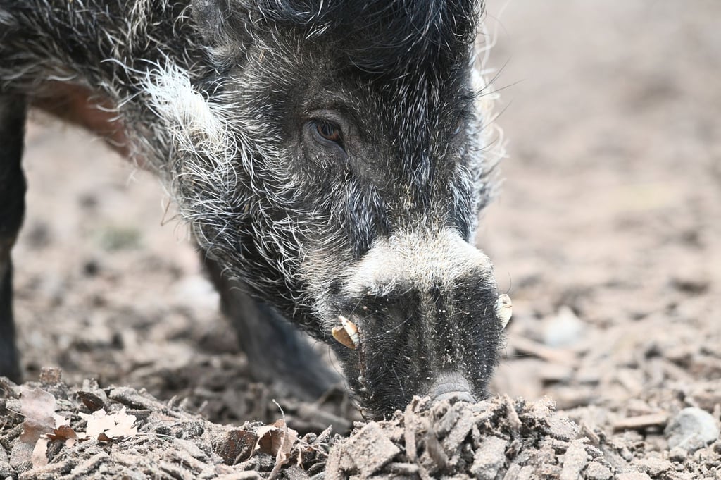 Zuchteber Cebu rüsselt nach Futter in seinem Gehege im Zoo Landau in der Pfalz. Cebu ist ein Visayas-Pustelschwein, dessen Art auf einer Insel der Philippinen vorkommt und vom Aussterben bedroht ist.