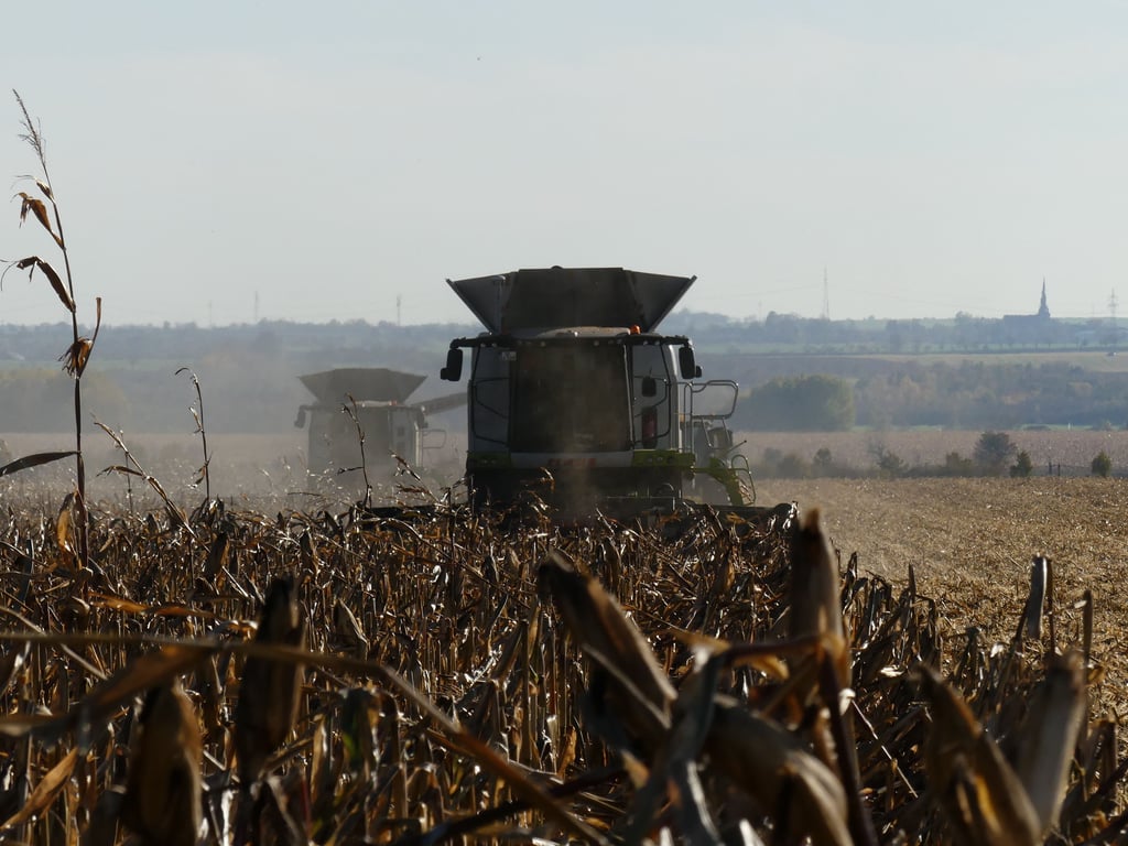 Die Maisernte beim Agrarunternehmen Barnstädt.