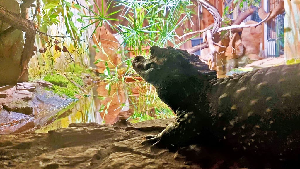 Die Stumpfkrokodile in Aschersleben galten als Botschaftertiere und sollten für den Artenschutz werben.