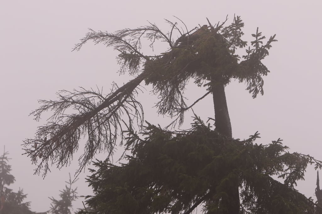Eine vom Sturm abgeknickte Baumspitze hängt an einer Fichte herab.