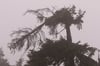 Eine vom Sturm abgeknickte Baumspitze hängt an einer Fichte herab. 