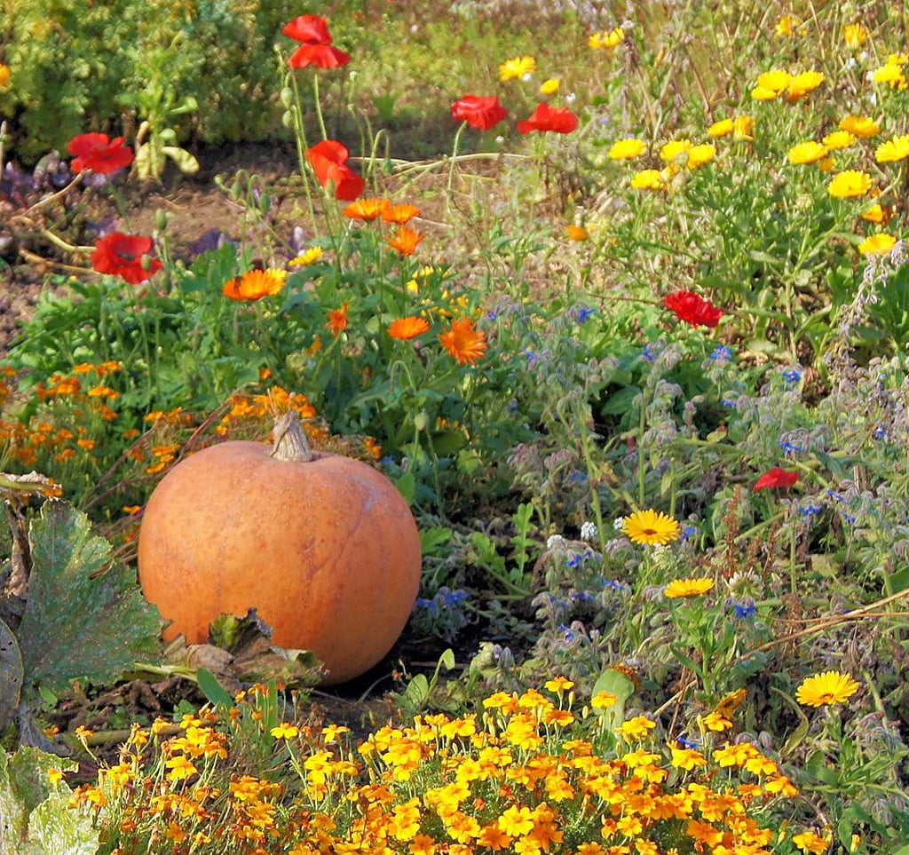 Der naturnahe Garten bietet auch Insekten Futter.