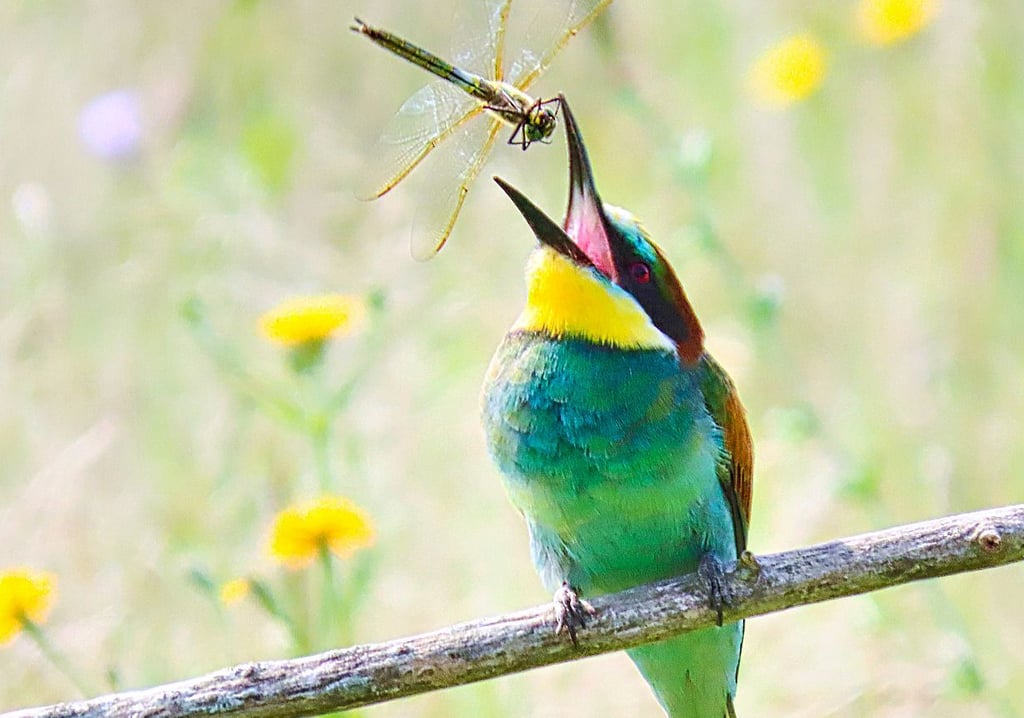 Ein Bienenfresser mit Libelle
