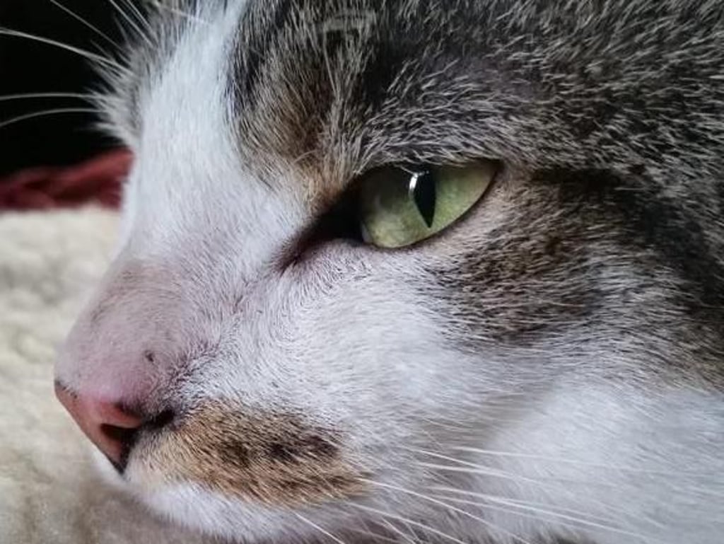 Kater Clyde in Beyernaumburg