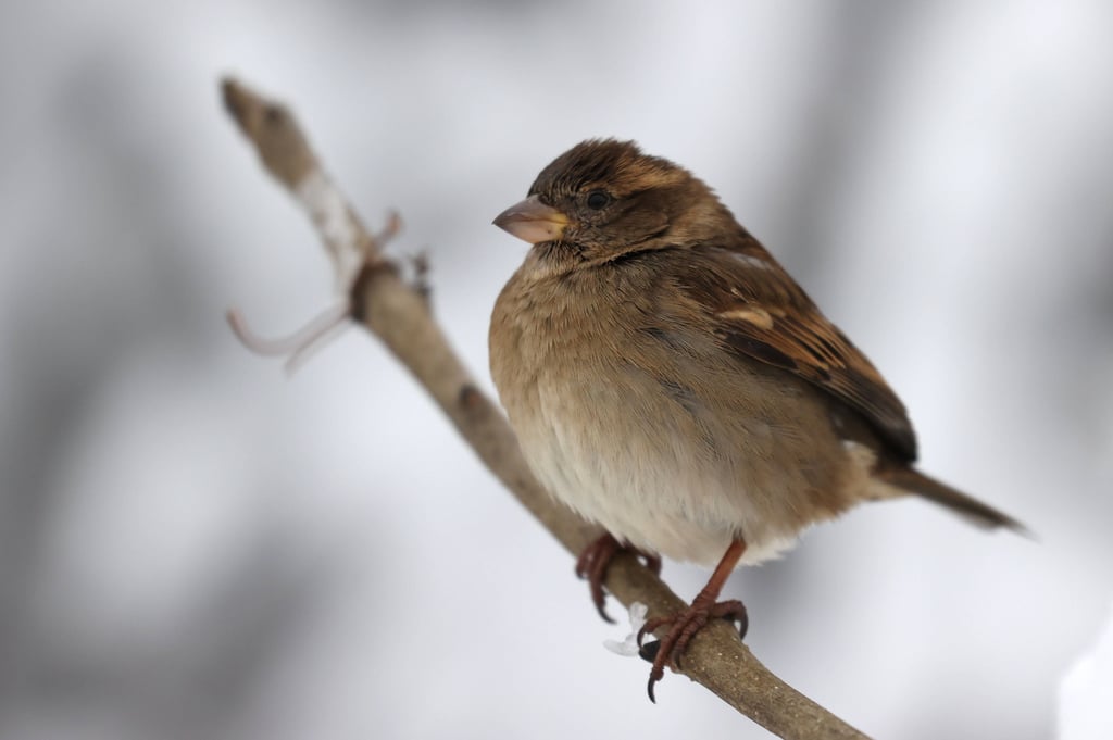 Sperlinge wurden am meisten gezählt bei der Stunde der Wintervögel im Januar, an der sich auch Vogelfreunde aus Mansfeld-Südharz beteiligten.