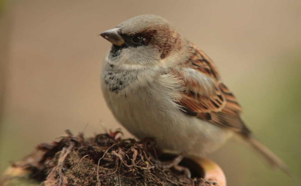 Der Haussperling, auch Spatz genannt, ist weit verbreitet.