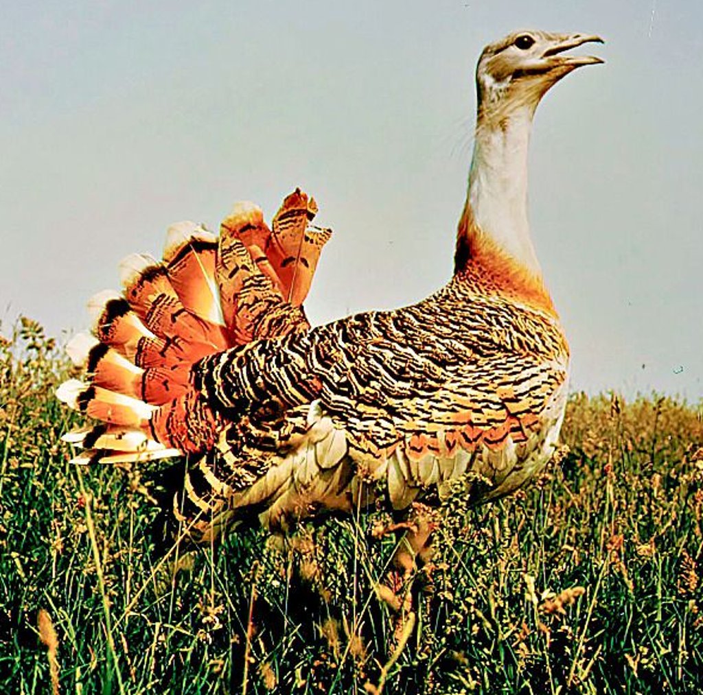 Der schwerste flugfähige Vogel der Welt: die Großtrappe