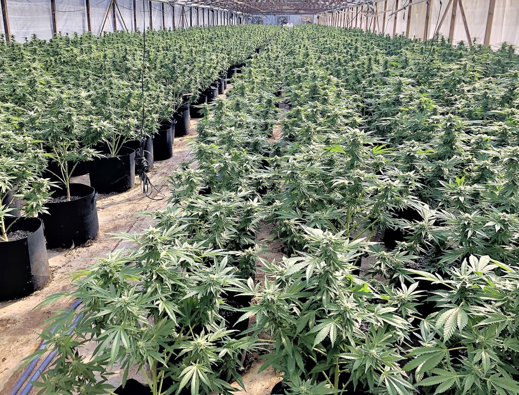 Ein Ehepaar aus Schönebeck soll einem albanischen Drogenclan, der in Hecklingen eine Cannabis-Plantage betrieben hatte, Beihilfe geleistet haben. Jetzt sind sie vor Gericht angeklagt.