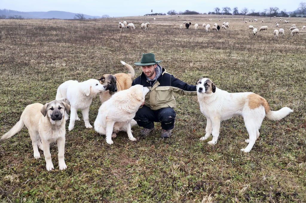 Der Breitunger Schäfer Martin Dresler mit fünf seiner insgesamt sechs Herdenschutzhunde.