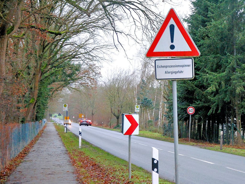 Der Eichenprozessionsspinner soll auf den an Kreisstraßen stehenden Bäumen ab Mitte April wieder bekämpft werden.