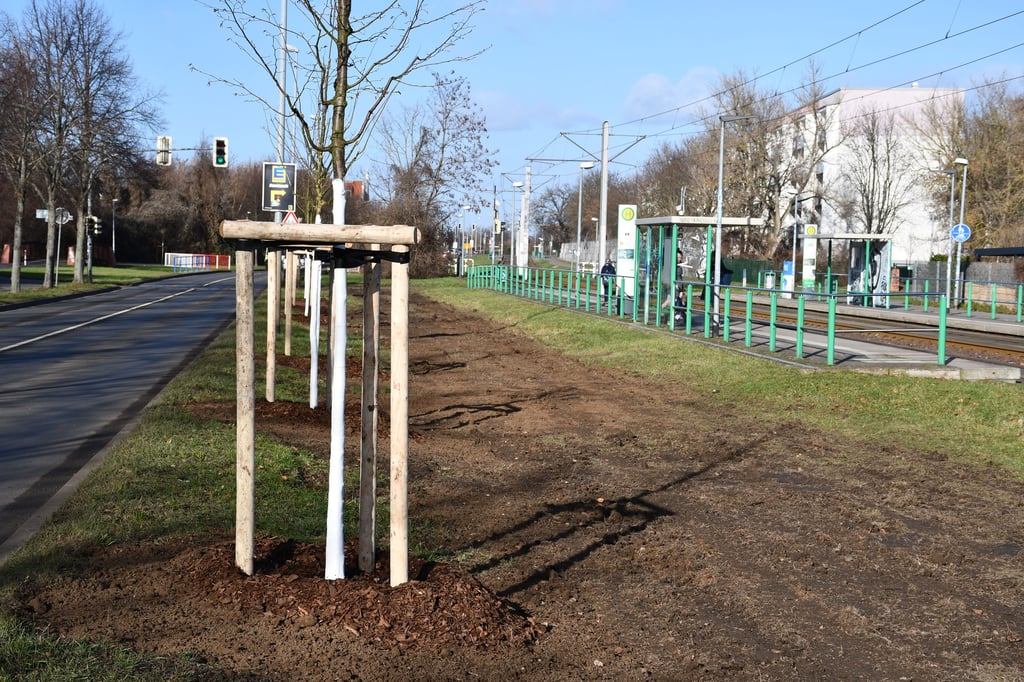 Am Europaring in Magdeburg wurde bei Baumpflanzungen die Grünfläche zerstört.
