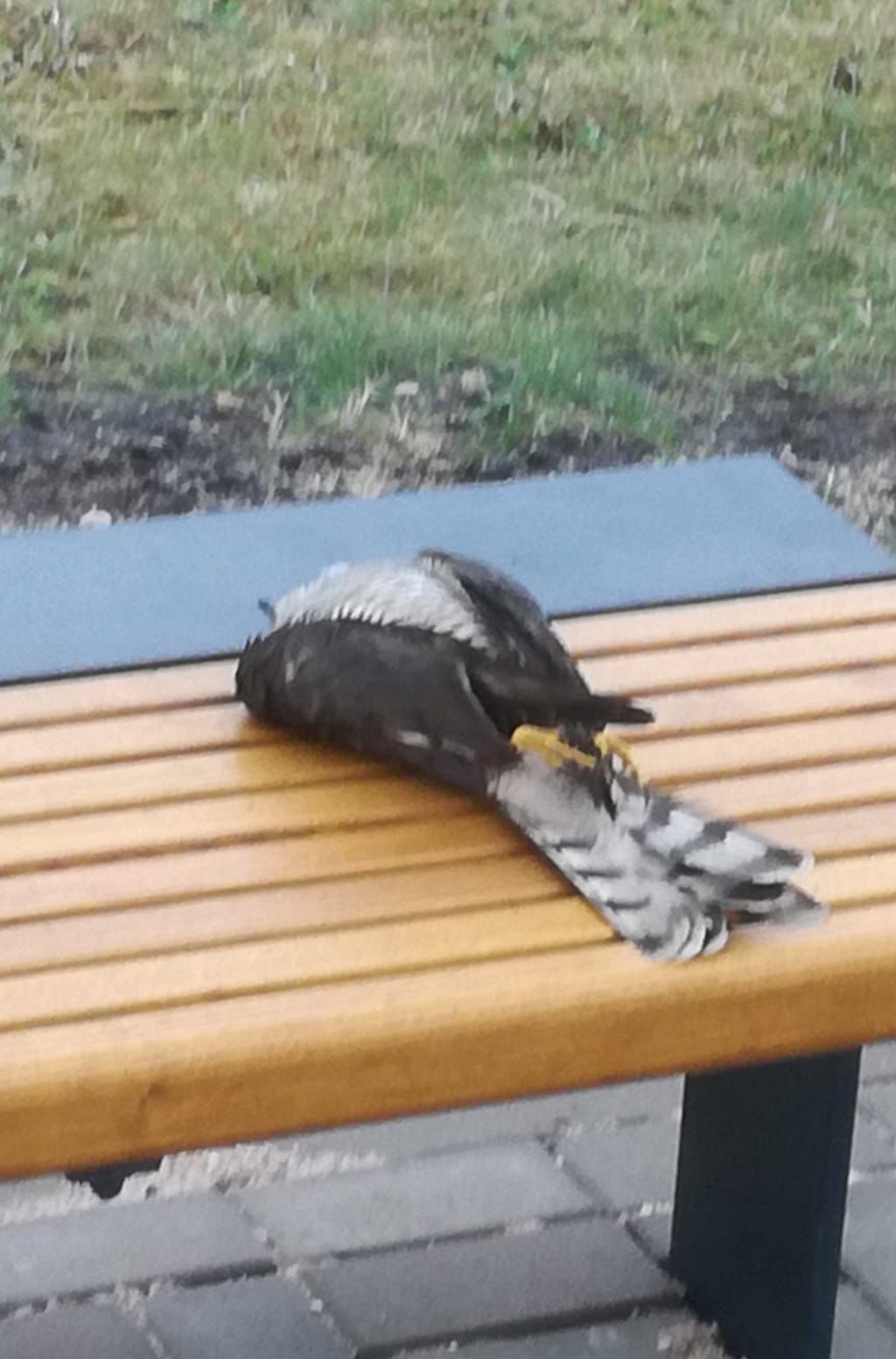 Im neuen Fahrgastunterstand in Polenzko werden immer wieder tote Vögel, wie dieser Sperber, gefunden.