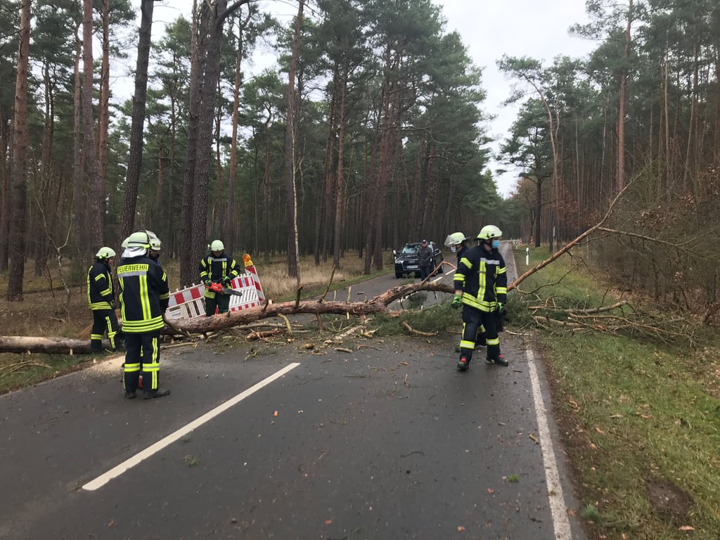 Die elf ausgerückten Aktiven der Feuerwehr Klietz beseitigten diesen Baum auf der Landstraße in Richtung Mahlitz.