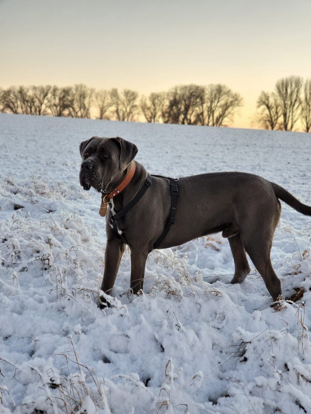 Babou, die entlaufene Bulldogge, ist wieder zu Hause.