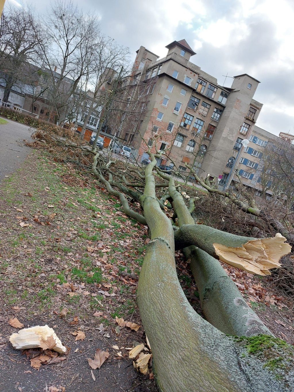 Auch im Innenhof der Dessauer Kavalierstraße konnt der Sturm diesen Götterbaum aushebeln.