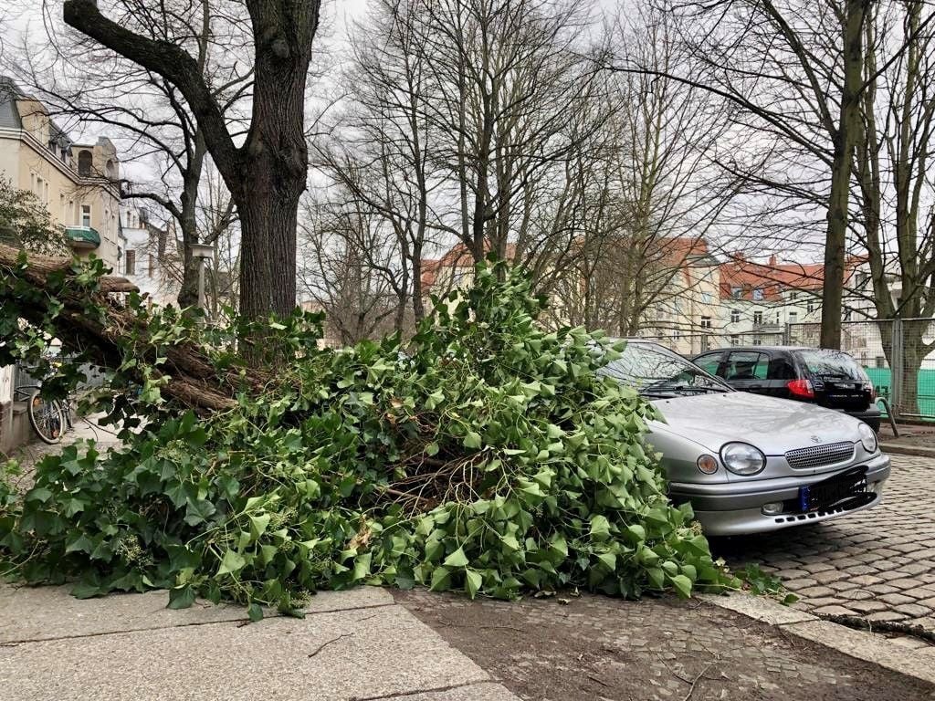 In der Schleiermacherstraße im Paulusviertel krachte ein Baum über einen Fußweg auf ein geparktes Auto.