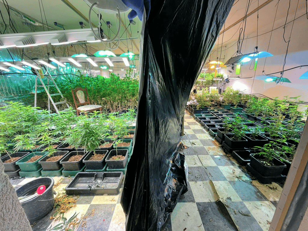 Die Cannabis-Indoorplantage