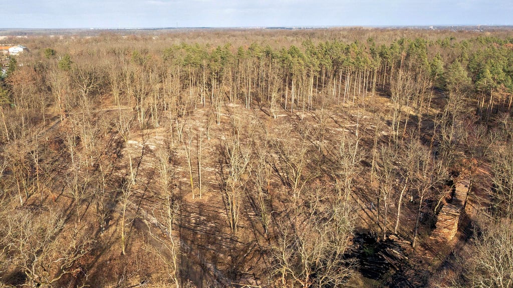 Das Waldareal an der Lobenbreite zwischen Groß- und Kleinkühnau zeigt große Kahlflächen durch Waldschäden auf. Hier wurde mit Hilfe der Dessauer Jägerschaft aufgeforstet. Ein Zaun schützt die jungen Pflanzen vor Verbiss.