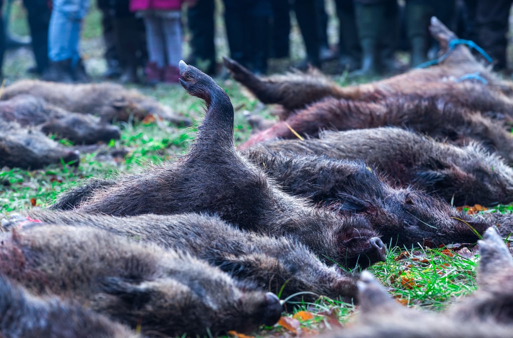 Nach einer Treibjagd liegen geschossene Wildschweine auf einer Lichtung.