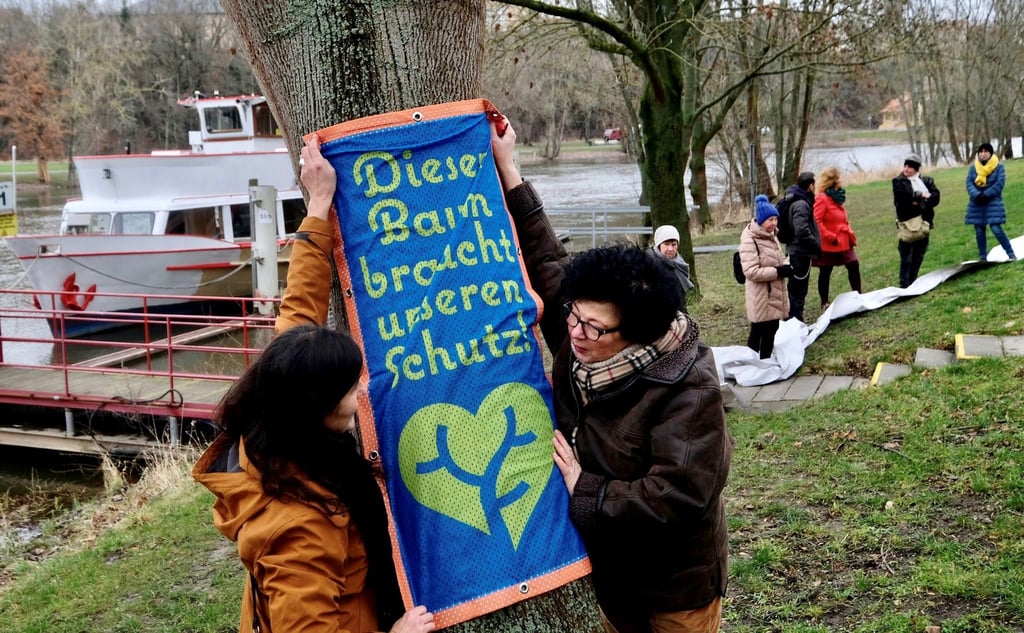 Mitstreiter der Initaitive "Bürgerinnen für Bäume" haben eine Aktion gestartet, um einen Spitzahorn am Riveufer vor der Fällung zu bewahren.