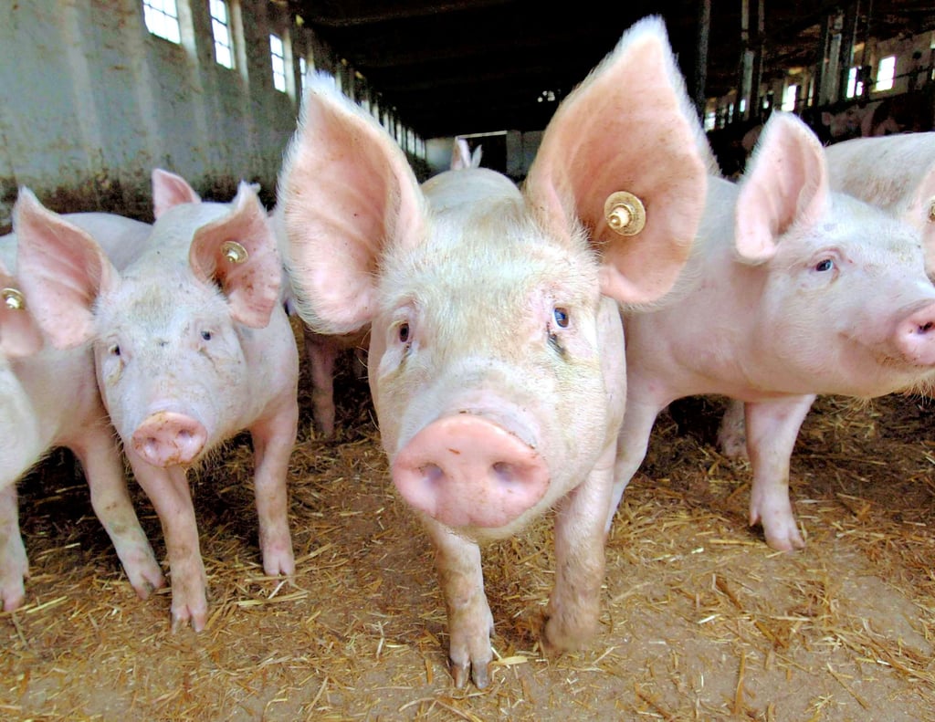 Noch gibt es Schweine in Sachsen-Anhalts Ställen. Doch die Zahl der Schweinehalter im Land geht seit Jahren zurück.