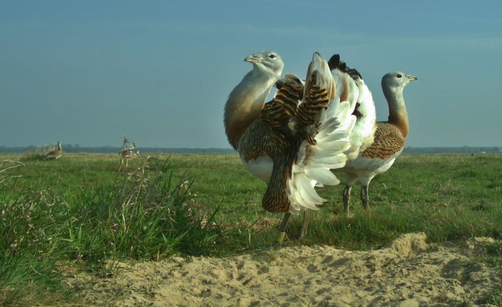 Großtrappen im Fiener Bruch. Das Fiener Bruch ist 3600 Hektar groß und seit dem Jahr 2000 Vogelschutzgebiet. Es liegt im Jerichower Land an der Grenze zu Brandenburg. Hier sollen die Vögel herkommen, die Zerbst angesiedelt werden.