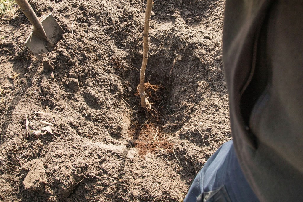 Jeder kann einen kleinen Beitrag leisten: Bäume im Garten binden CO2 und retten so ein wenig auch das Klima.