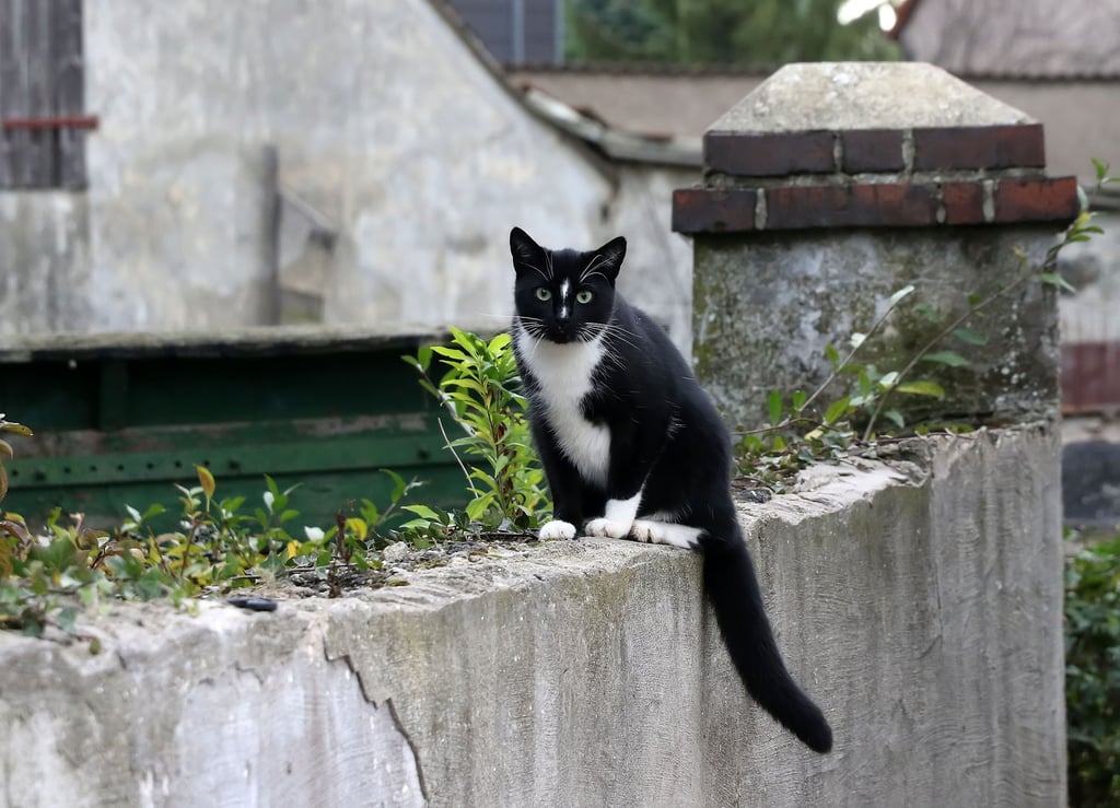 Eine Katze sitzt in Holdenstedt auf einer Mauer.
