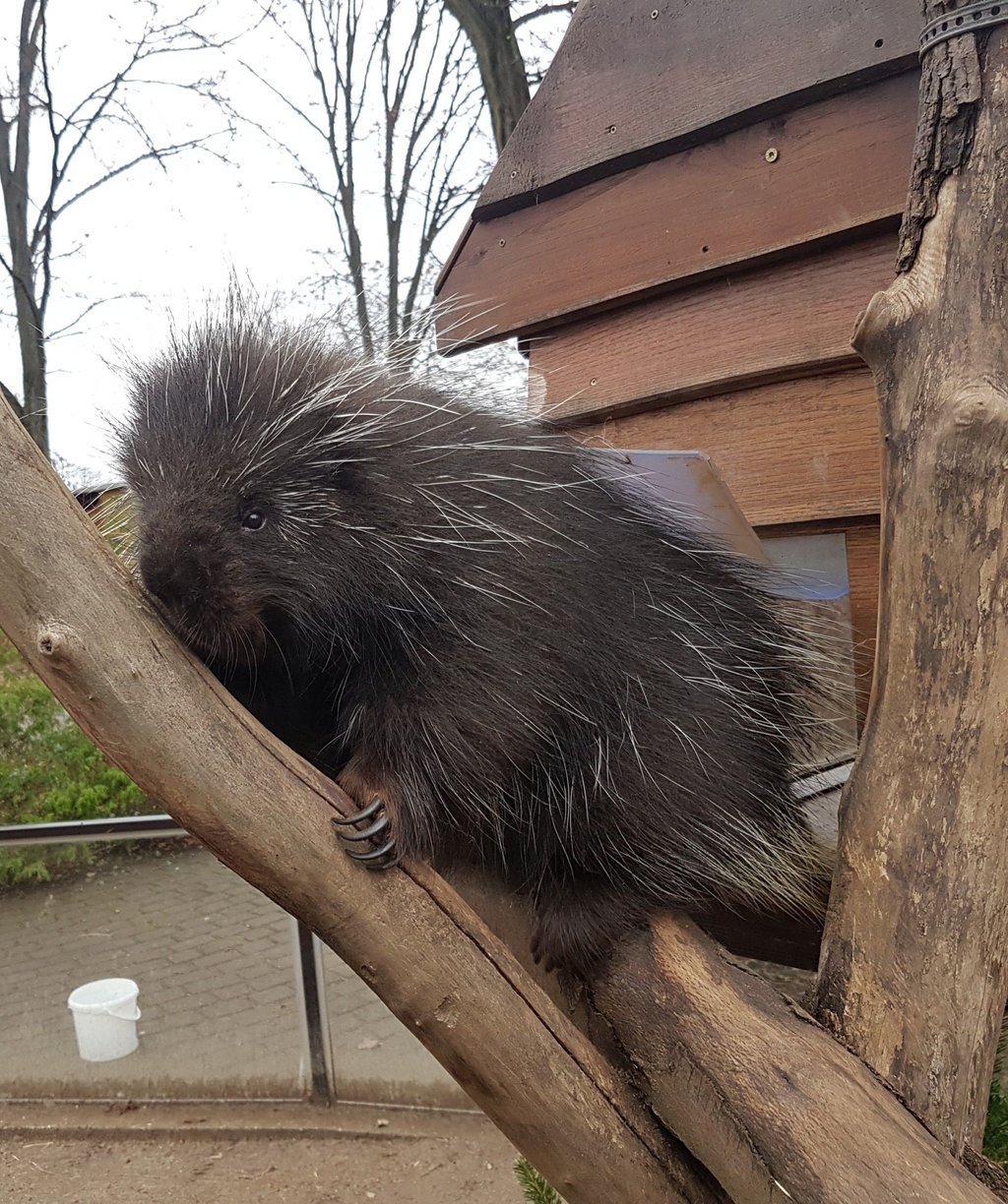 Baumstachler Erwin ist aus dem Hamburger Tierpark Hagenbeck in den Zoo Magdeburg umgezogen.