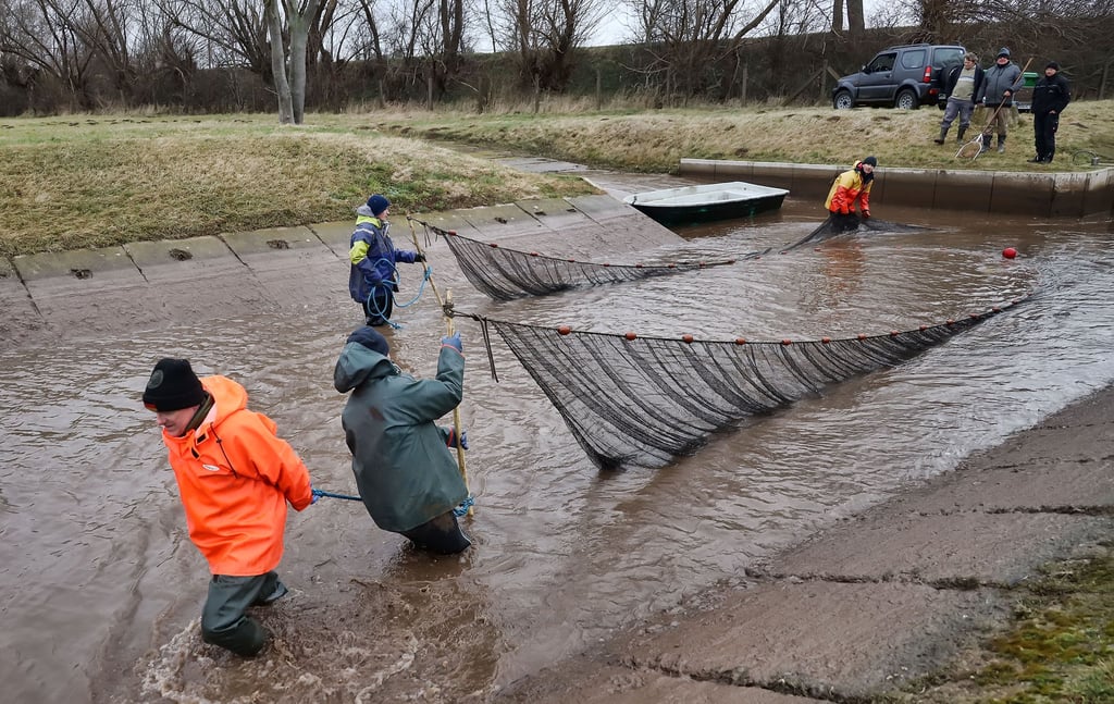 Elbfischer Gernot Quaschny und Kollegen holen die Fische aus dem Sohlgraben unterhalb vom Stausee in Kelbra mittels eines Zugnetzes heraus.