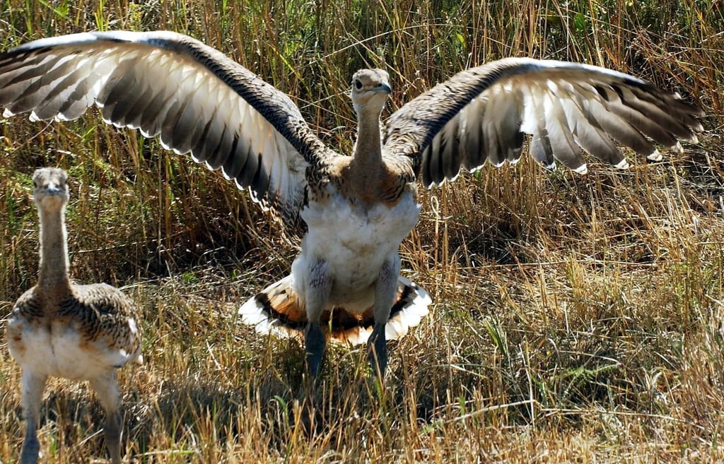 Großtrappen wie hier in Brandenburg gibt es in Sachsen-Anhalt bereits im Fiener Bruch. Jetzt sollen die größten Flugfähigen Vögel der Welt auch in Zerbst wieder angesiedelt werden.