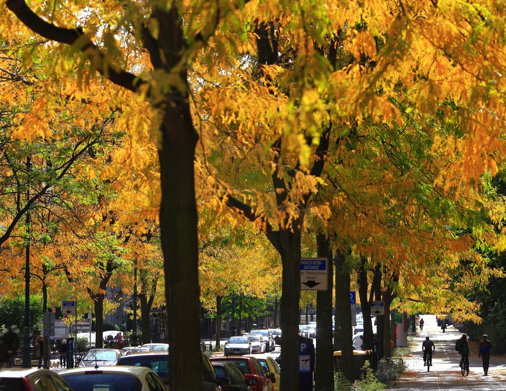 Prachtvolle Magdeburger Allee im Herbst. Der Baumbestand der Landeshauptstadt ist durch massenhafte Fällungen und einen teils schlechten Zustand akut gefährdet. Mehr als 50 Prozent der Friedhofsbäume und 35 Prozent der Bäume in Parks und Grünanlagen gelten als stark geschädigt oder absterbend.