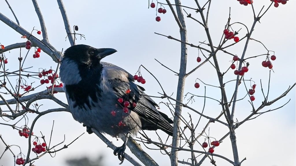 In Schweden sollen Krähen zukünftig Zigarettenstummel von der Straße auflesen.