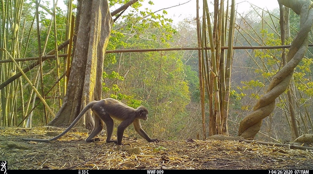 Der sogenannte Popa-Langur wurde als eigene Art identifiziert.