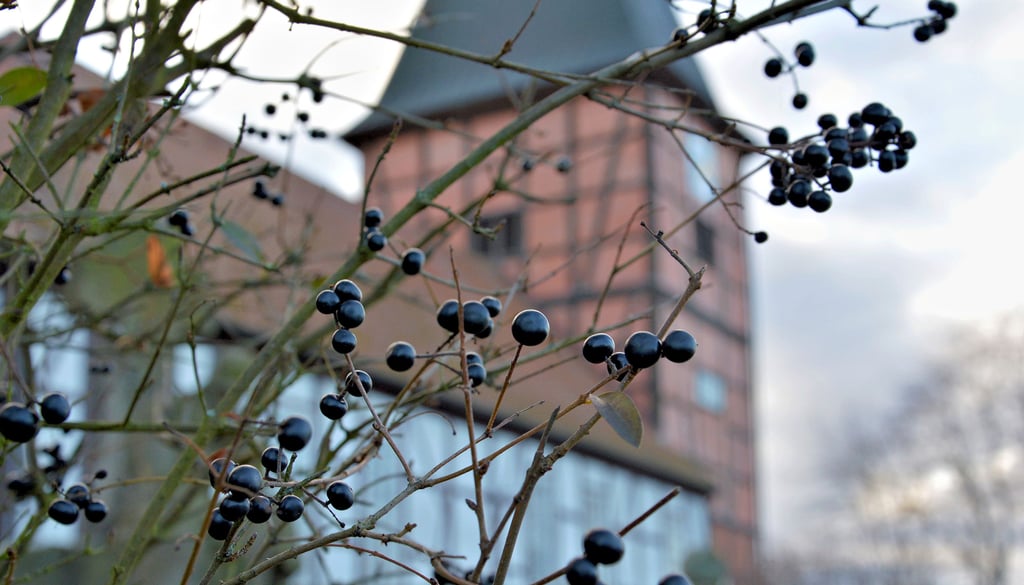 Hinter blattlosen Zweigen und dunklen Beeren ist unscharf das Gebäude zu sehen, das im ersten Teil der Serie „Genau geschaut“ gesucht wird. Wer erkennt es? Wo genau in der Einheitsgemeinde Stadt Klötze ist es zu finden? Die neue Rätsel-Reihe erscheint ab sofort in unregelmäßiger Folge.