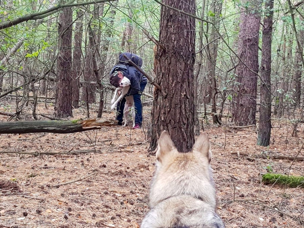 Ein Pettrailer-Hund hat den Ausreißer im Wald aufgespürt.