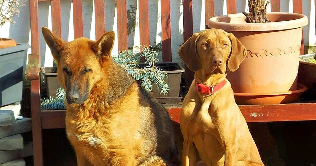 Zwei Hunde warten auf einer Terrasse auf den Spaziergang. In Magdeburg gibt es Auslaufwiesen, damit die Tiere ohne Leine laufen dürfen.