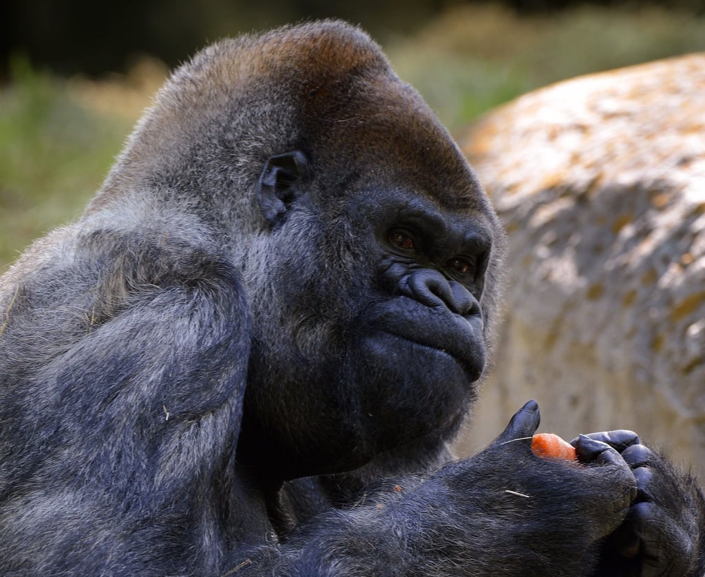 Ozzie, ein Westlicher Flachlandgorilla, wurde am 24. April 1961 in freier Wildbahn in Afrika geboren.