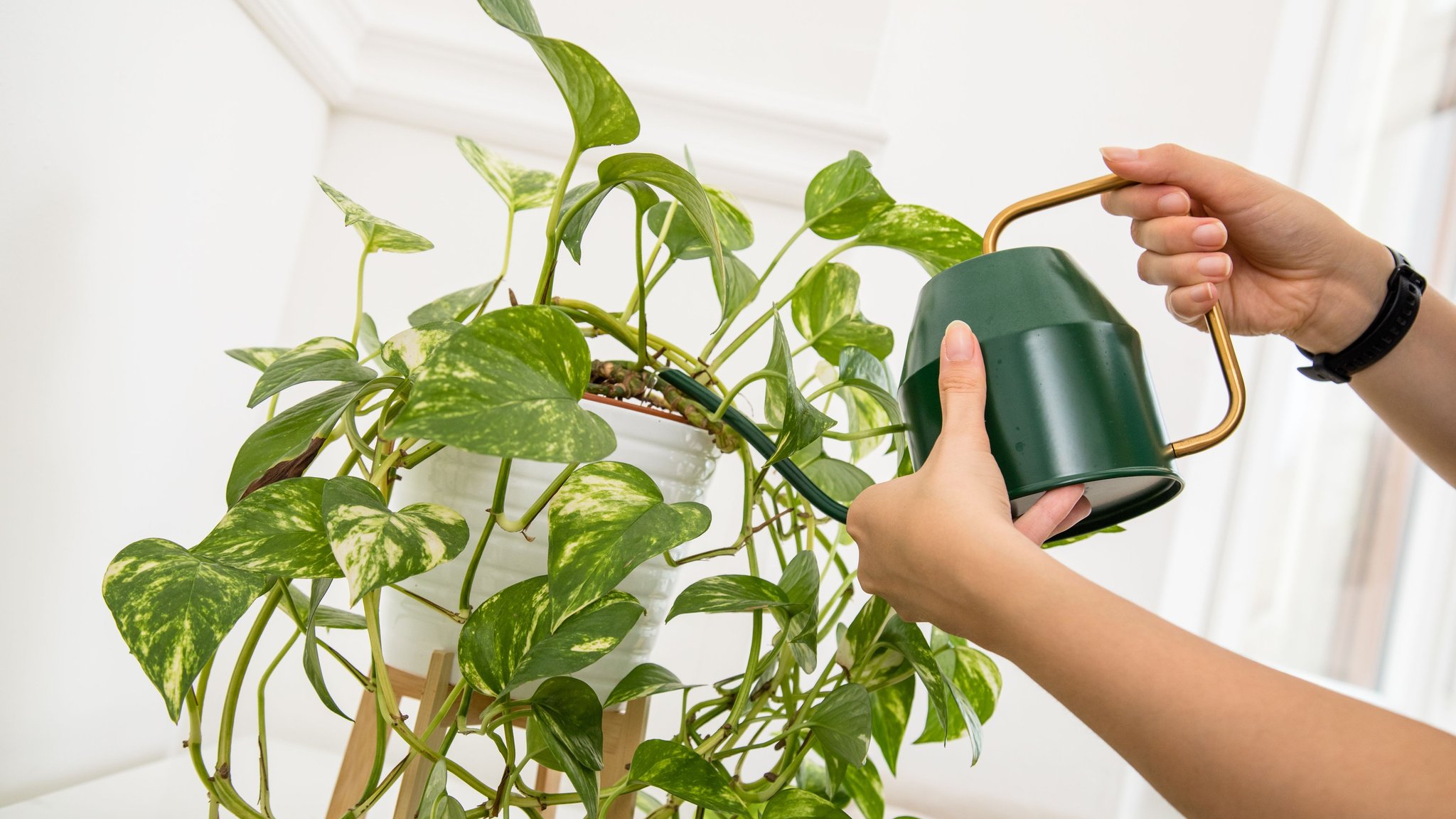 47+ Blumenerde Weißer Belag, Was tun, wenn die blumenerde schimmelt?