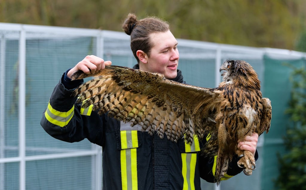 Jaden Ernst, Betreiber einer Wildtierauffangstation, kontrolliert die Flügel von einem Uhu.