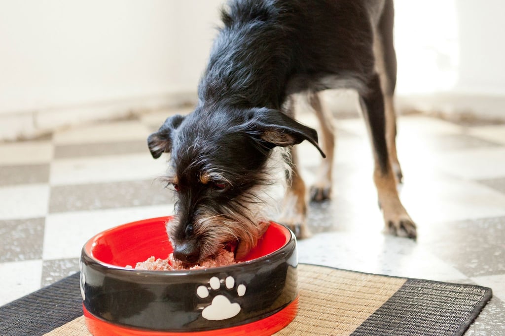Einen gefundenen ausgehungerten Hund sollte man nur vorsichtig anfüttern. Unmengen von Futter auf einmal können ihn umbringen.