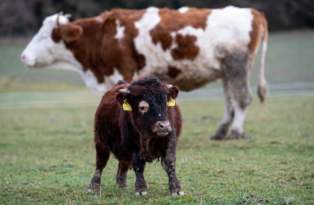 Der kleinwüchsige Stier Napoleon auf dem Gnadenhof in Bayern.