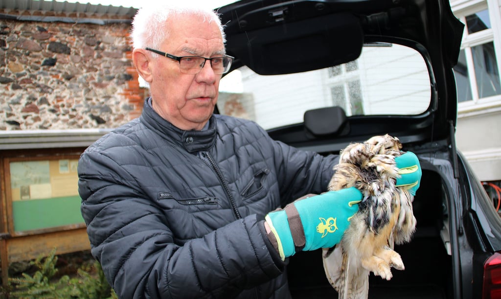 Kein seltener Fund: Auf seinen regelmäßigen Touren hat Eulenexperte Herbert Bilang die verendete Waldohreule an einem Straßenrand entdeckt.