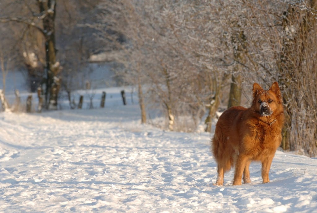 Das ist nicht der Hund, der in Großörner zugebissen hat. Aber so sieht ein "Harzer Fuchs" aus.