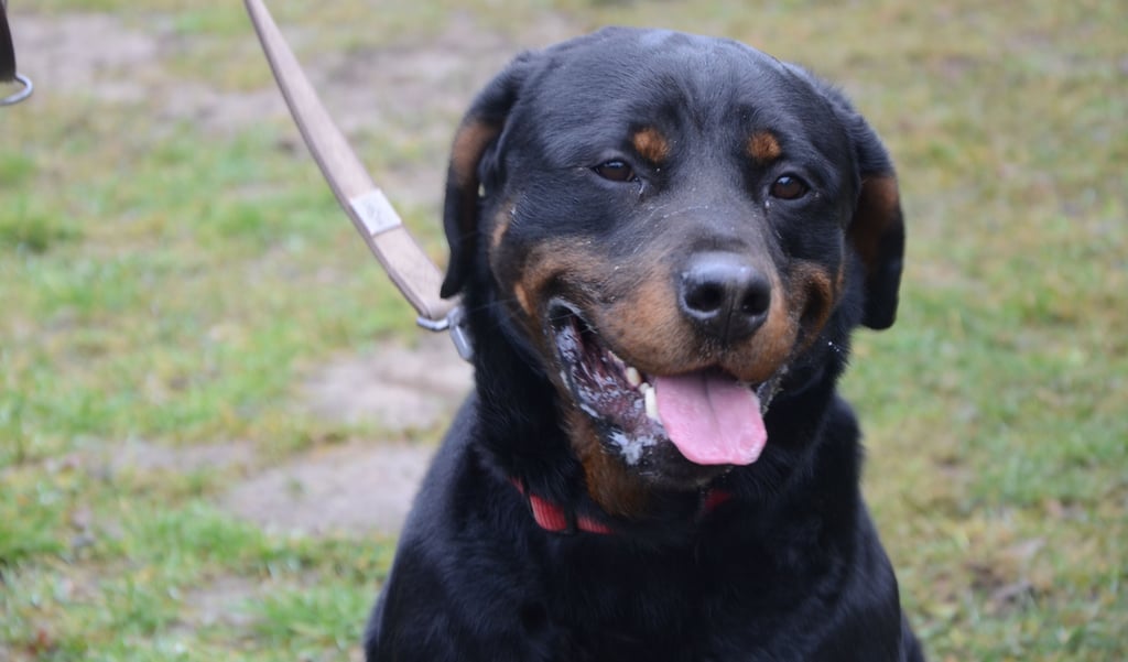 Mein Name ist Dargo. Ich bin ein Rottweiler und fünf Jahre alt. Ich liebe es, wenn du mich vor anspruchsvolle Aufgaben stellst, bei denen ich viel nachdenken muss.