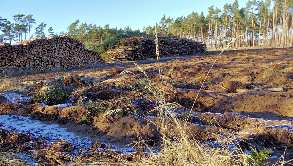 Die Waldschäden, hier unmittelbar am Stadtrand von Jessen, sind nicht zu übersehen. Flächen mussten abgeholzt werden. Jetzt sind sie zum Aufforsten vorbereitet. Gerade diese Aufgaben werden ein Schwerpunktthema sein, wenn sich Fachleute aus ganz Deutschland sowie Waldbesitzer und Interessierte im Stadtwald Jessen treffen.