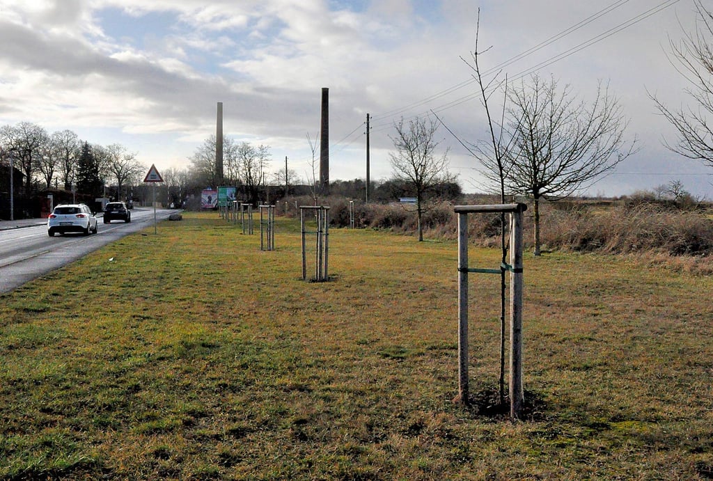 Im Frühjahr 2020 hat der Stadtseniorenbeirat gegenüber der ehemaligen Konserverfabrik in Hecklingen 16 neue Bäume gepflanzt. Bald sollen im Ort neue hinzukommen.