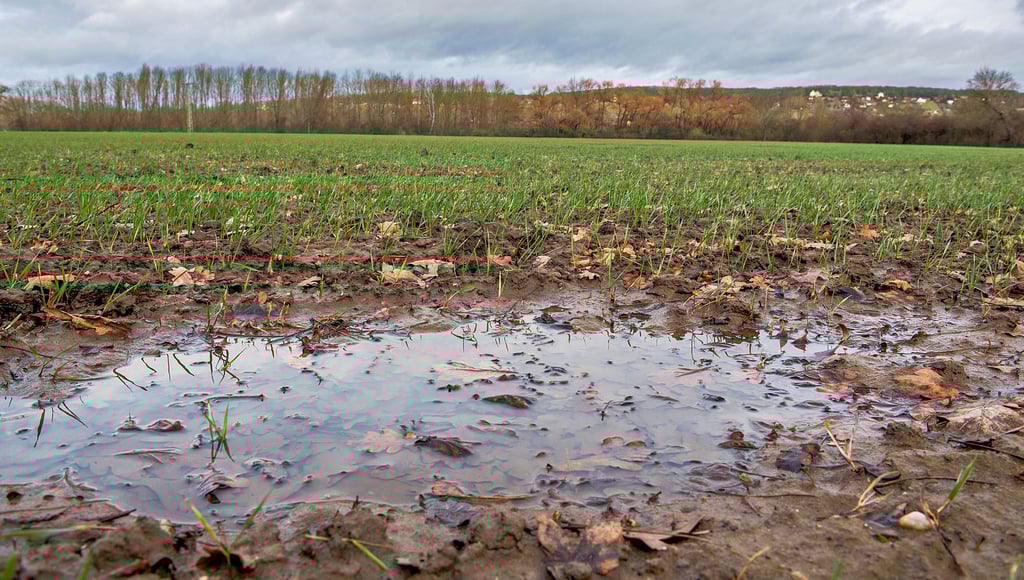 Auf den Feldern steht das Wasser, so wie hier im Blütengrund, doch in der Tiefe ist es nicht feucht genug.