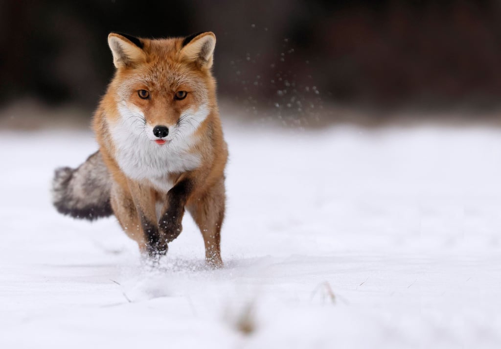 Im Winter gehen Rotfüchse auf Partnersuche. Im Schnee sind sie für Jäger dabei besonders gut zu erkennen - wenn denn welcher liegt.